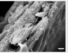 科学家发觉可高效储存碳的全新木材类型